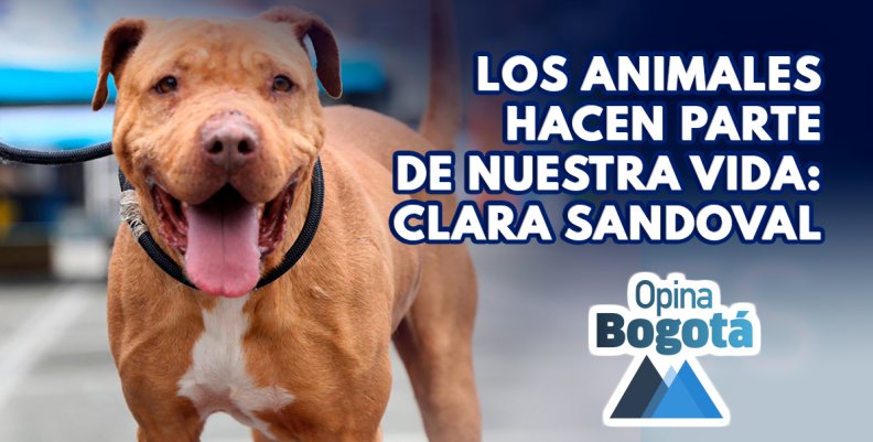 Bogotá, ciudad pionera en protección animal en Colombia