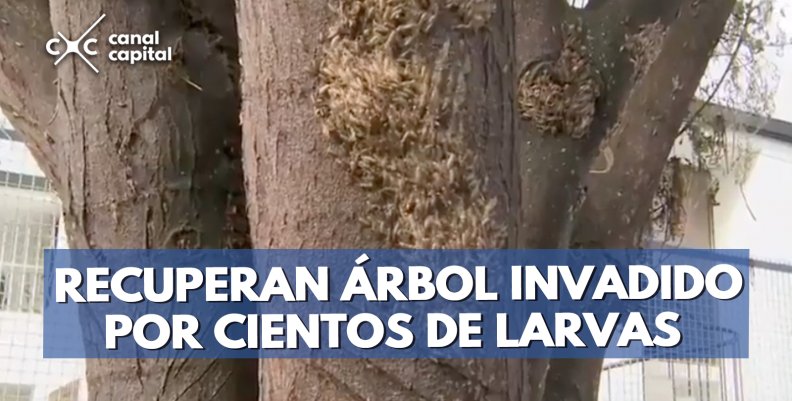 arbol1