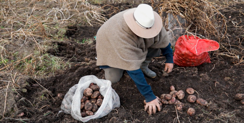 Bogotá comensal, nueva serie sobre la soberanía alimentaria