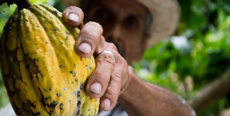 Cacao