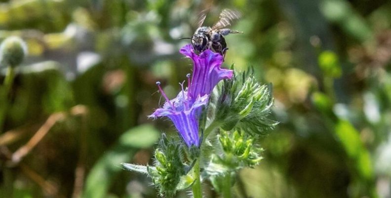 Día Mundial de la Abejas