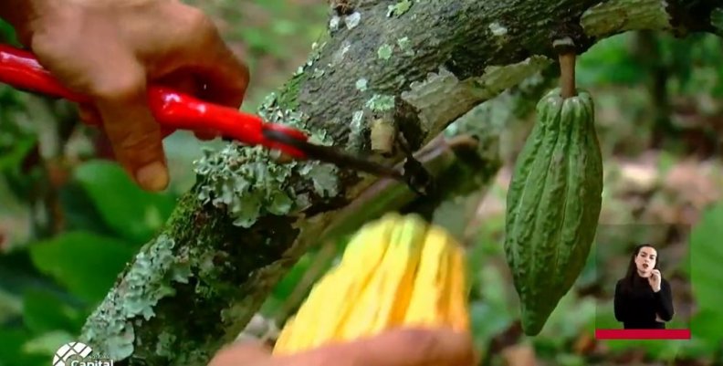 Cacao en Cundinamarca