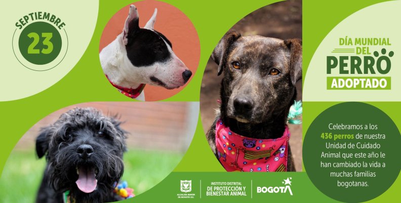 Adopción de perros en Bogotá.