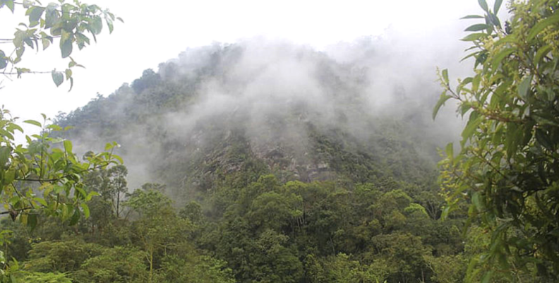 Estudio sobre orquídeas ayudó a salvar de explotación al cerro Pico de Plata