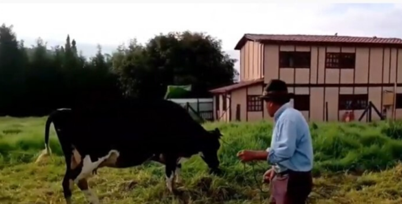 Llamar a las vacas por su nombre