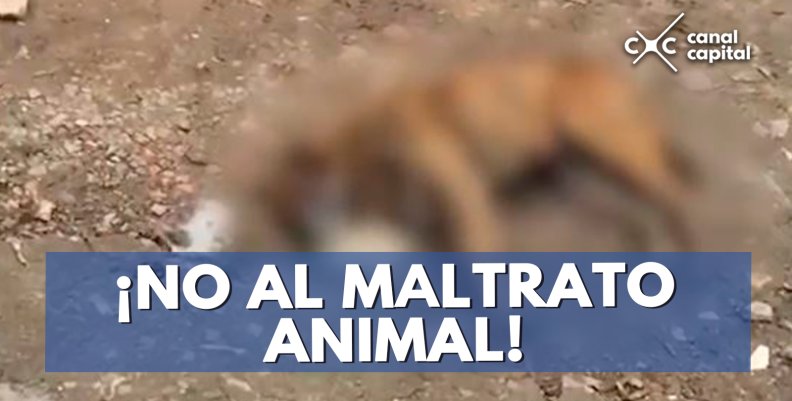 maltrato-animal