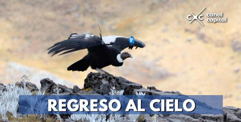 REGRESO-AL-CIELO