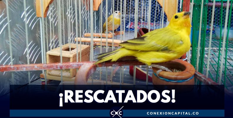 animales rescatados