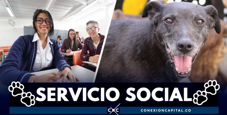 Servicio social se podrá prestar en el Instituto de Protección Animal