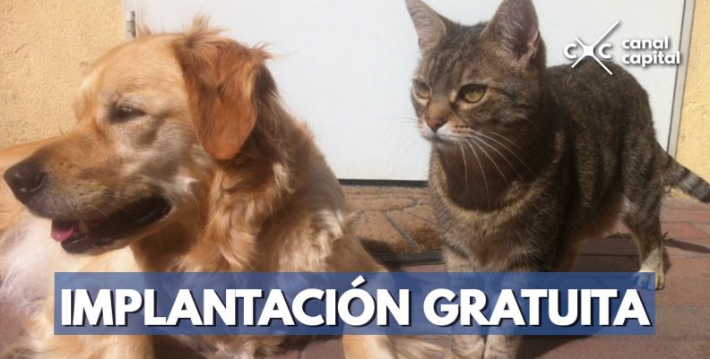 implantacion-microchip-mascota