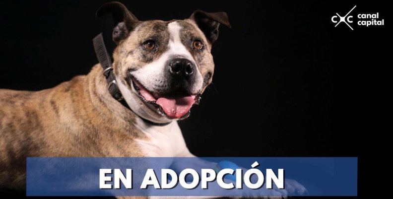 Estos perros en adopción buscan hogar