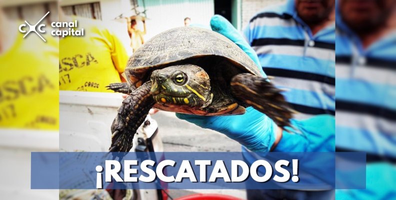 Recuperados 69 animales silvestres que iban a ser traficados en Bogotá