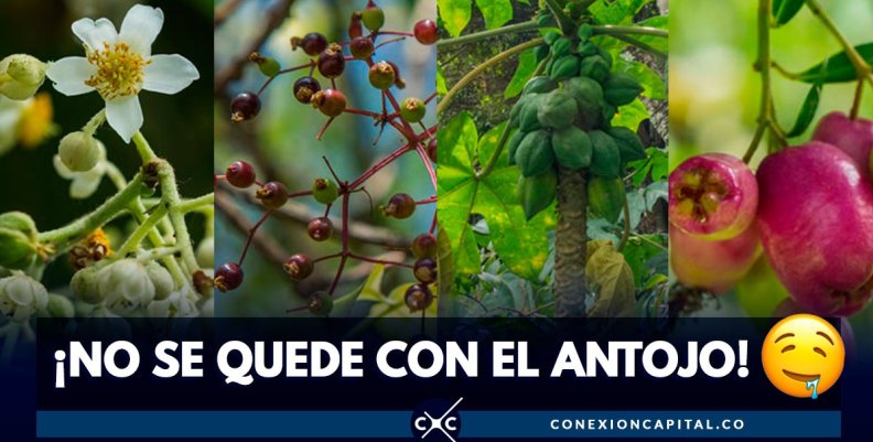 frutos-arboles-bogotas