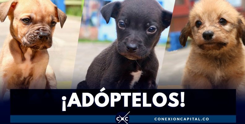 adoptar-cachorros