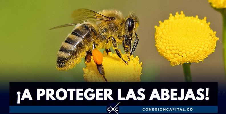 Protección de abejas