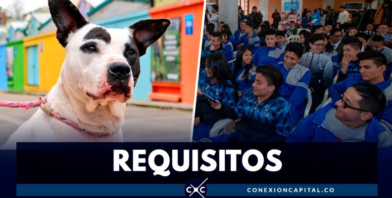 requisitps-servicio-social-proteccion-animal