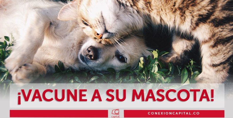 Vacunación de mascotas