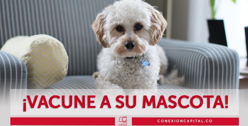 Vacunación de mascotas en Kennedy