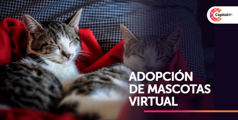 Campaña de adopción durante cuarentena