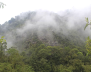 Estudio sobre orquídeas ayudó a salvar de explotación al cerro Pico de Plata