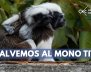 Colombia declaró nueva área protegida para preservar al mono Tití