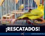 animales rescatados