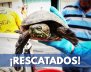 Recuperados 69 animales silvestres que iban a ser traficados en Bogotá