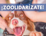 zoolidarizate