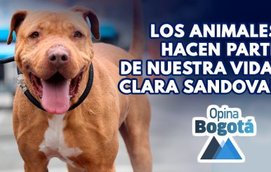 Bogotá, ciudad pionera en protección animal en Colombia