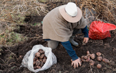 Bogotá comensal, nueva serie sobre la soberanía alimentaria