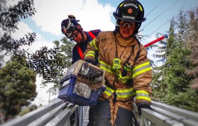 Grupo BRAE encargado del rescate de los animales en emergencias