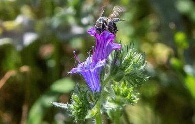 Día Mundial de la Abejas