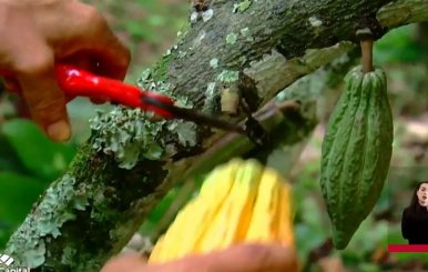 Cacao en Cundinamarca