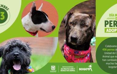 Adopción de perros en Bogotá.