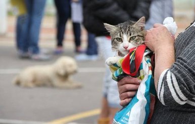 ¡Prográmese! Esterilización gratuita para perros y gatos en Bogotá