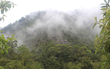 Estudio sobre orquídeas ayudó a salvar de explotación al cerro Pico de Plata