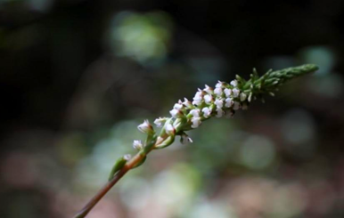 Orquídea en la Reserva van der Hammen