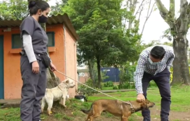 Instituto de Bienestar Animal