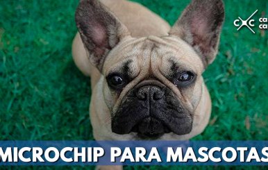 MICROCHIP-PARA-MASCOTAS-