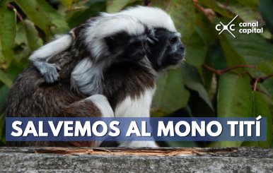 Colombia declaró nueva área protegida para preservar al mono Tití