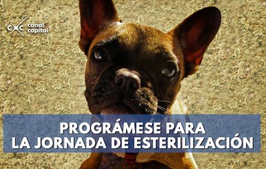 esterilizacion-bogota