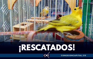 animales rescatados