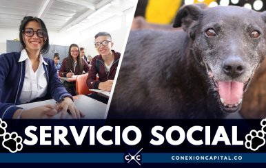 Servicio social se podrá prestar en el Instituto de Protección Animal