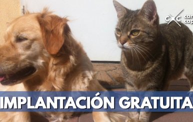 implantacion-microchip-mascota