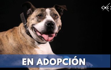 Estos perros en adopción buscan hogar