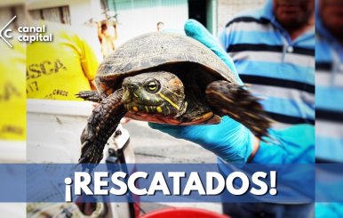 Recuperados 69 animales silvestres que iban a ser traficados en Bogotá