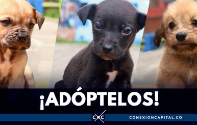 adoptar-cachorros