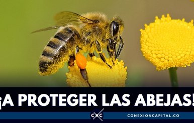 Protección de abejas