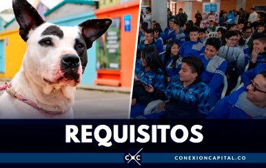 requisitps-servicio-social-proteccion-animal