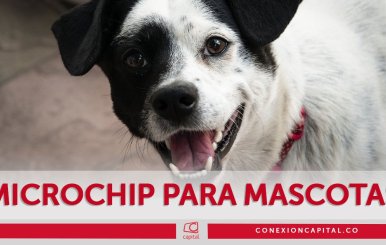 Jornada por los animales en Ciudad Bolívar